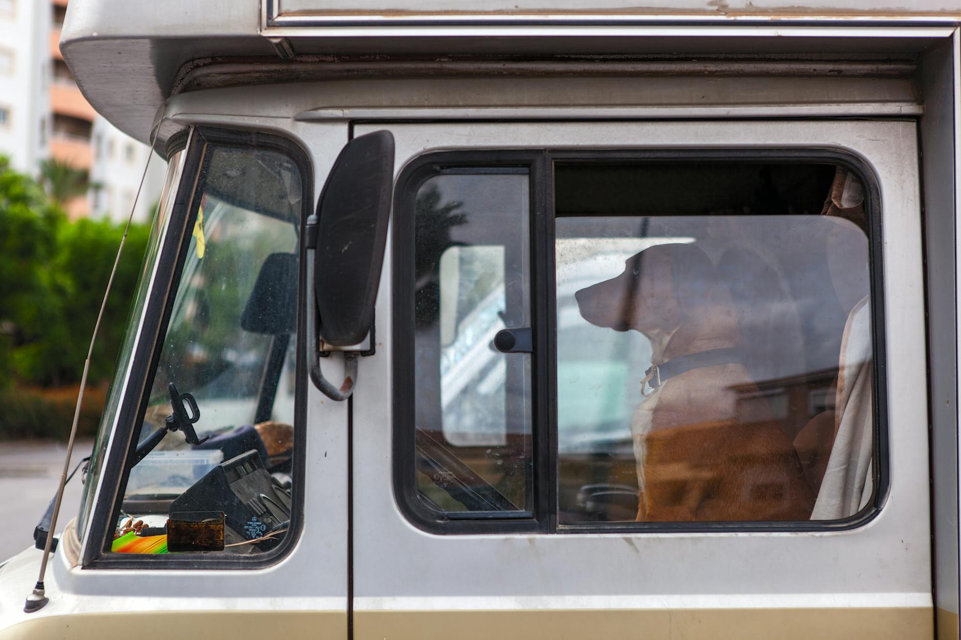 Pies siedzący na przednim fotelu busa podczas podróży